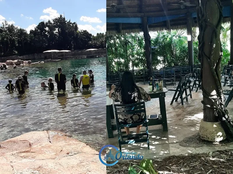 NADO COM GOLFINHOS DISCOVERY COVE