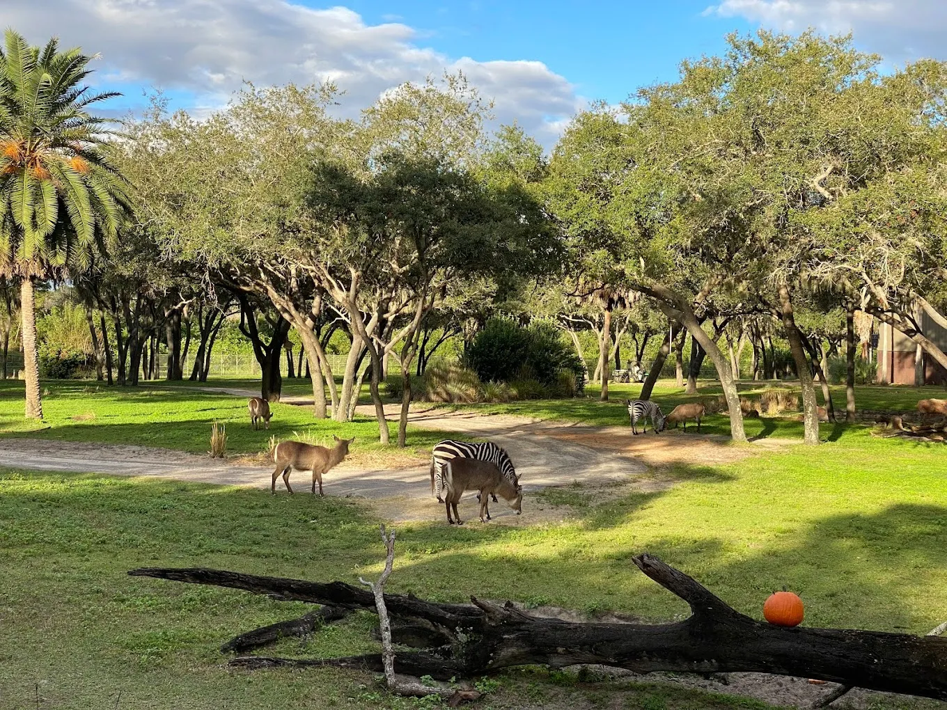 Boma, localizado no Animal Kingdom Lodge